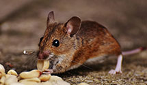 24 Hour & Emergency Exterminators in Mechbg, PA